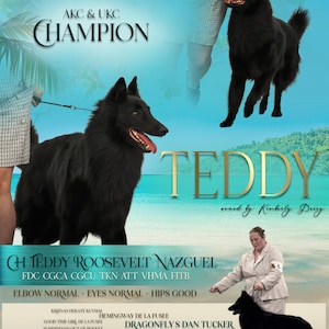 Puede incluir: Un cartel promocional con un perro pastor belga negro llamado Teddy. El cartel incluye el texto "AKC & UKC CHAMPION" y enumera el pedigrí del perro y la información de contacto del propietario. El perro se muestra en varias poses.
