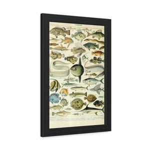 Pósteres enmarcados, impresión antigua de vida marina de 1897, peces, ilustración de Larousse, enciclopedia francesa de gran tamaño, arte mural, decoración del hogar, náutica