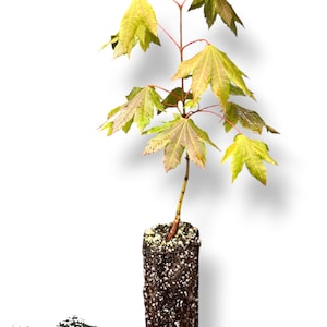 May include: A young maple tree sapling with green and reddish-brown leaves. The sapling is planted in a soil-filled container. The image is set against a white background. The logo for Jayman Gardens is in the lower left corner.