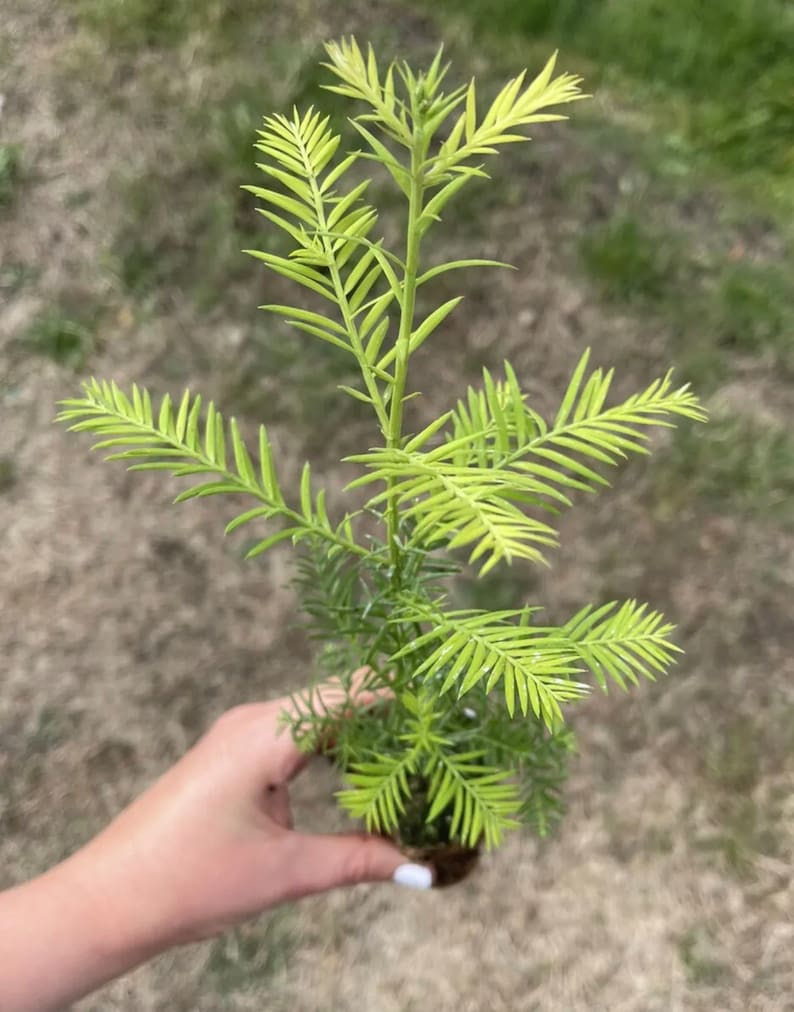 coast-redwood-tree-seedling-sequoia-sempervirens-medium-etsy