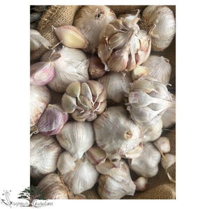Certified Organic Seed Garlic – Large, premium bulbs - Inchelium Red and Mix