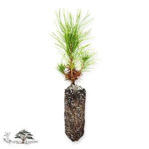 May include: A young pine tree seedling with vibrant green needles and a brown root system. The seedling is shown against a white background, highlighting the plant's details. The roots are encased in soil, ready for planting.
