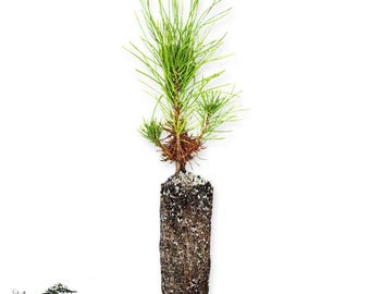 Shore Pine Seedling: Coastal Evergreen, Northern California Grown