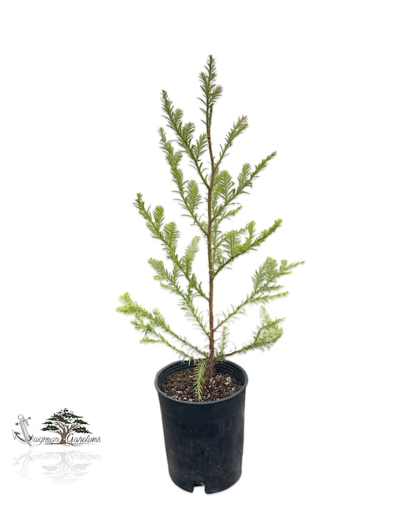 Coast Redwood Tree - Gallon - Sequoia Sempervirens - - Etsy