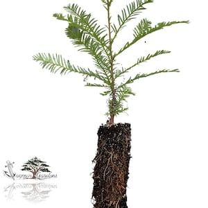 Coast Redwood tree seedling - Sequoia sempervirens - MEDIUM