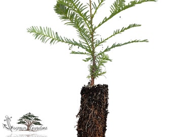 Coast Redwood tree seedling - Sequoia sempervirens - MEDIUM