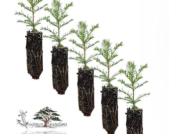 5-Pack Coast Redwood tree seedling - Sequoia sempervirens - Small