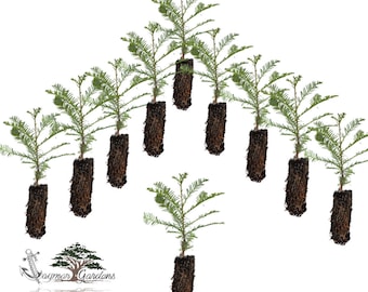 10-Pack Coast Redwood tree seedling -Sequoia MEDIUM