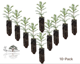 10-Pack-Coast Redwood tree seedling -Sequoia SMALL