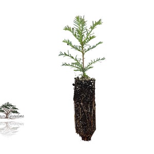 Coast Redwood tree seedling - Sequoia sempervirens - SMALL