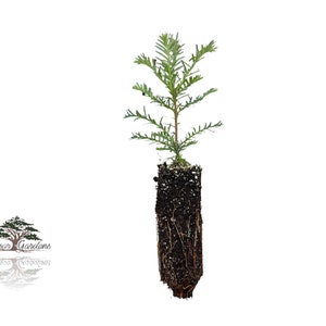 Coast Redwood tree seedling Sequoia sempervirens SMALL image 1