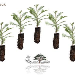 5-Pack Coast Redwood tree seedling - Sequoia sempervirens - MEDIUM