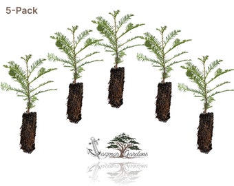 5-Pack Coast Redwood tree seedling - Sequoia sempervirens - MEDIUM
