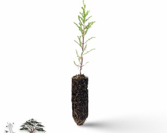 MONTEREY CYPRESS seedling - Hesperocyparis macrocarpa , Cupressus macrocarpa - MEDIUM