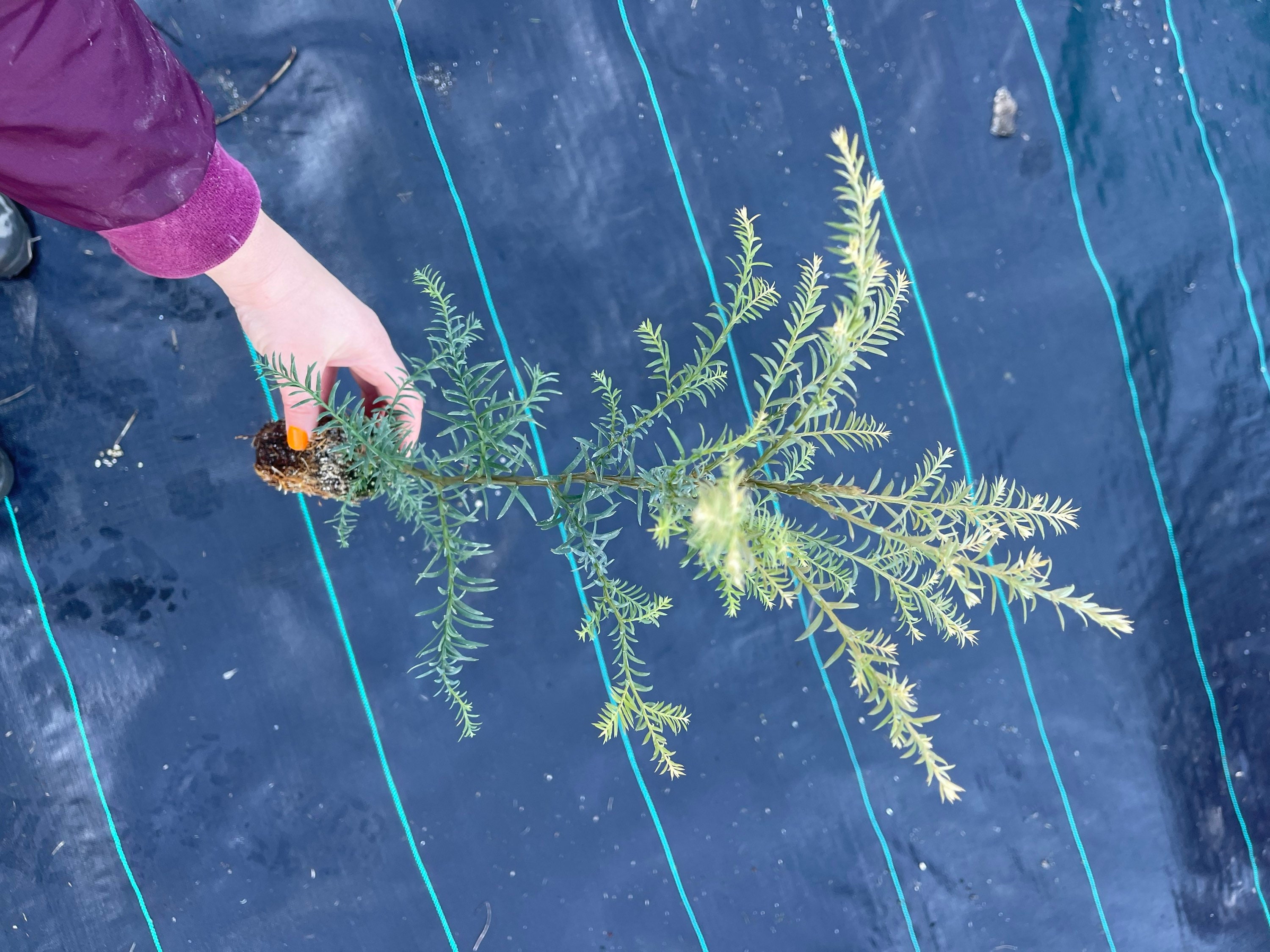 coast-redwood-tree-seedling-sequoia-sempervirens-large-xl-etsy