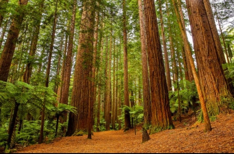 Coast Redwood tree seedling Sequoia sempervirens SMALL image 4
