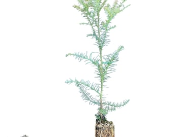 Coast Redwood tree seedling - Sequoia sempervirens - LARGE/XL -