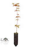 Japanese Maple Seedling - Medium - Acer Palmatum