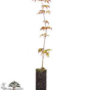 Japanese Maple Seedling - Medium - Acer Palmatum