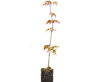 Japanese Maple Seedling - Medium - Acer Palmatum