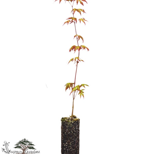 Japanese Maple Seedling - Medium - Acer Palmatum