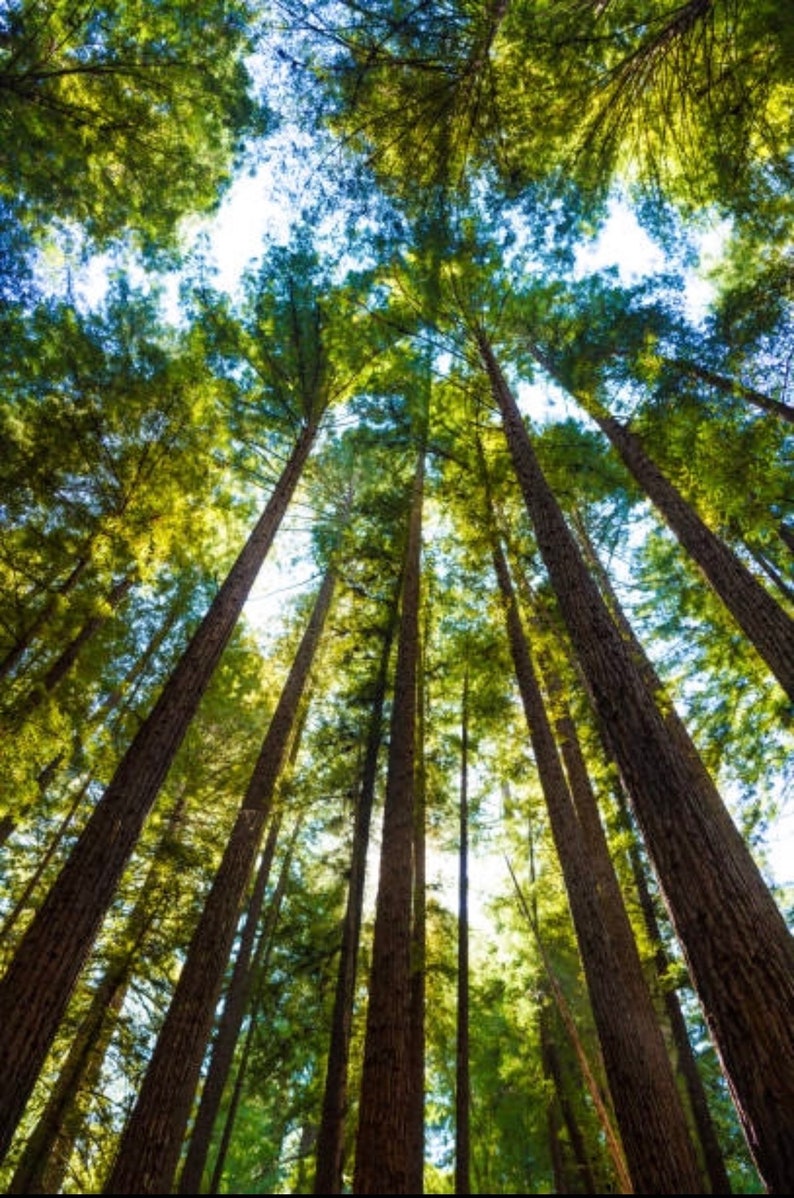 Coast Redwood tree seedling Sequoia sempervirens SMALL image 3