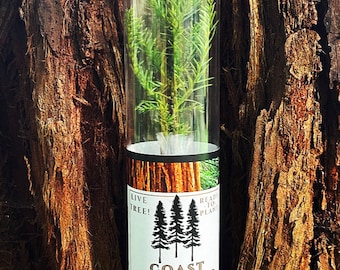 Coast Redwood tree seedling - Sequoia sempervirens in gift tube.