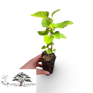 May include: A small green plant with vibrant leaves, held in a dark soil container. The plant is in the early stages of growth, with fresh, bright green foliage. The image is set against a white background, highlighting the plant's details.