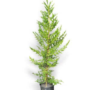 May include: A young, vibrant green conifer tree in a black pot. The tree has a slender, upright form with dense, needle-like foliage. The image is set against a clean white background, highlighting the tree's natural color and texture. The tree is a live plant.