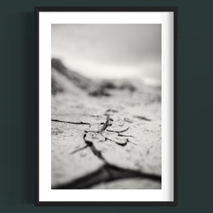 Borrego Black and White Print, Desert Wall Decor, Landscape,  Wall Decor Print