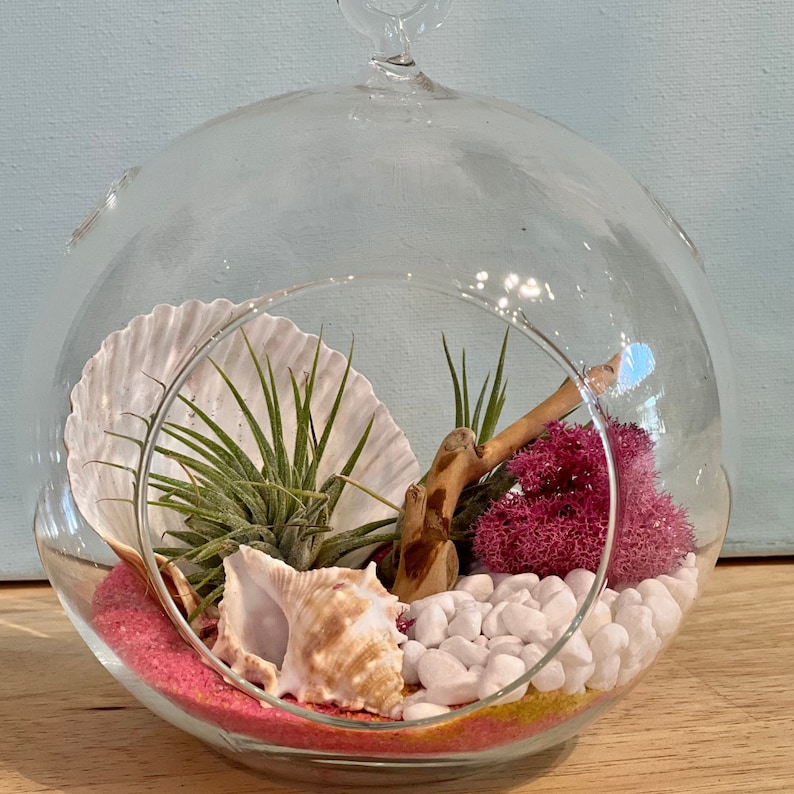 DIY Terrarium Gift Box Air Plant Terrarium Kit Etsy