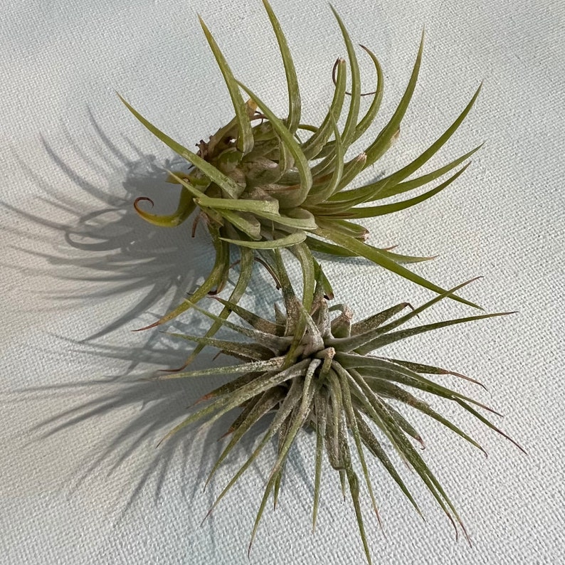 DIY Terrarium Gift Box Air Plant Terrarium Kit Etsy