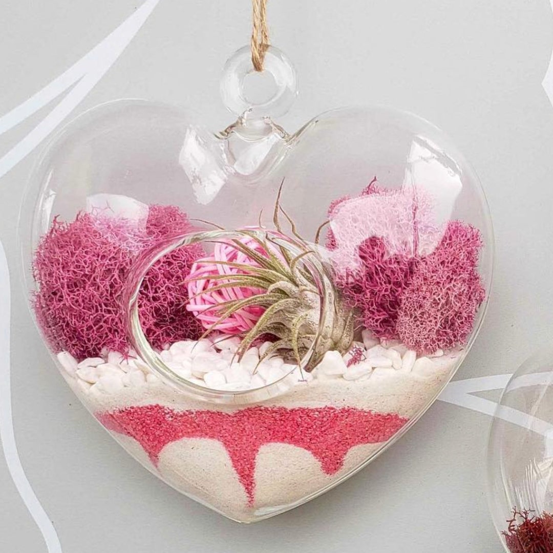 Heartshaped Terrarium Gift Box Air Plant Terrarium Kit Etsy