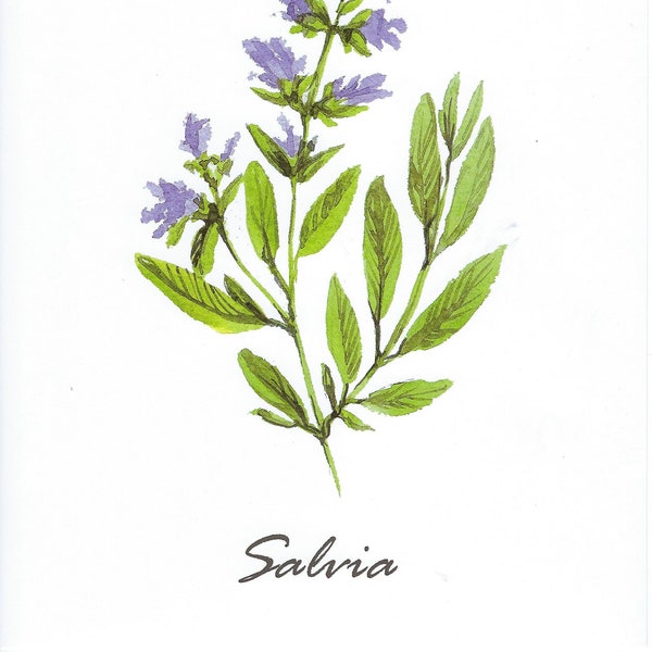 Set of Four Botanical Spices- Salvia, Rosemary, Marjoram, and Oregano Instant Digital Download