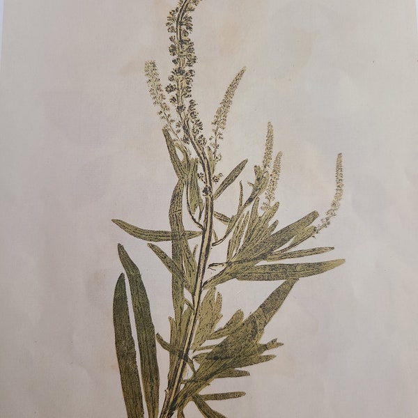 Two Nature Prints "Botanical Studies in Original or Living Herbs"