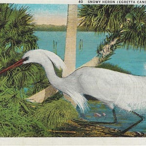 CARTES POSTALES LITHOGRAPHIQUES ANCIENNES, Ibis des bois, grue géante et héron des neiges