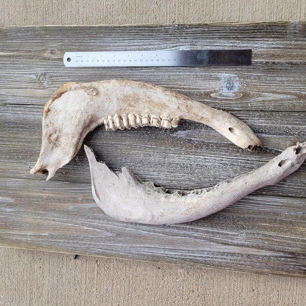 Cow jaw bones, with and without teeth