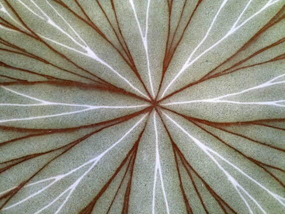 Jill Pryke Large Plate Spirograph Like Lobed Design - Etsy