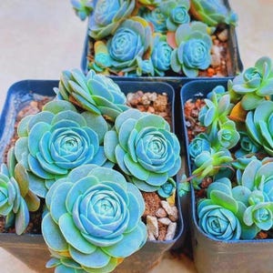 Blue Succulents Witchford Lithops Seeds, Cactus Seeds, 100pcs/pack