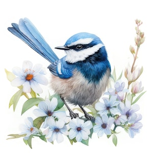 17 magníficos JPG de acuarela de reyezuelo, 17 imágenes prediseñadas de alta calidad, pájaro reyezuelo azul, uso comercial de artesanía de papel, creación de tarjetas, arte de pájaro azul
