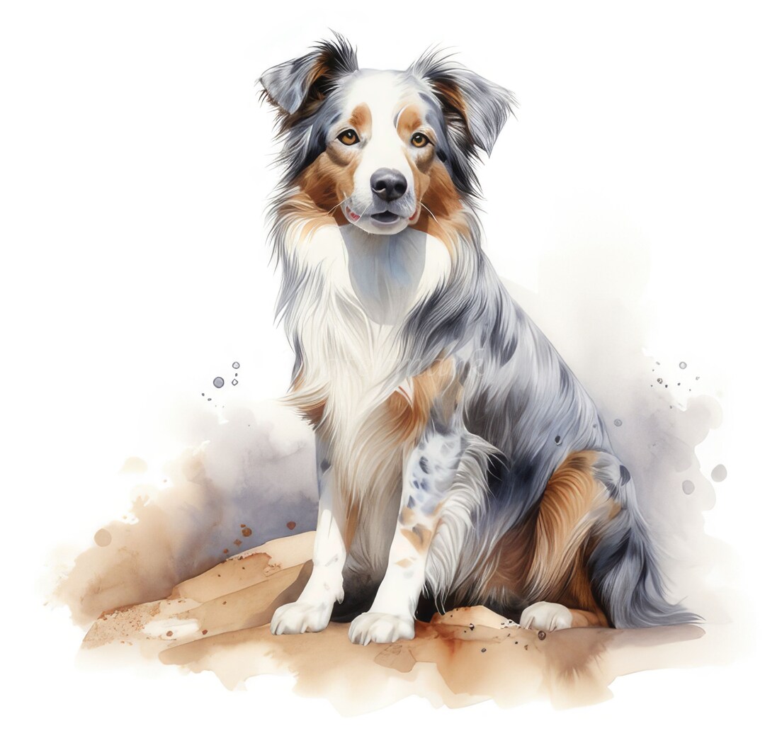 Australian Shepherd Dog Clipart, 12 High Quality Jpgs, Digital Download ...