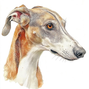 Windhund Hund Clipart Bundle | 12 Elegante Windhund JPGs | 300 DPI | Digitaler Download | Whippet Hund Kunst | Rennhund Clipart