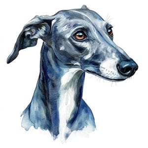 Pacchetto di clipart di levrieri / 12 eleganti JPG di levrieri / 300 DPI / Download digitale / Arte di cani Whippet / Clipart di cani da corsa