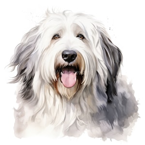 Old English Sheepdog Clipart, 12 JPG di alta qualità / 300 DPI Stampe digitali / Download digitale, Wall Art, Tazze, Scrapbook, Uso commerciale