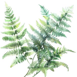 Ensemble de cliparts fougères aquarelles - 16 illustrations JPG haute résolution de fougères - Art numérique botanique, fond blanc - JPG floraux