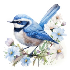 Blue Wren Bird with Flowers Clipart, 16 JPG de alta calidad / Alta resolución / 300 DPI / Descarga digital instantánea, uso personal y comercial