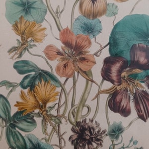 Original lithograph 19th century Botany Watercress Day & Haghe Lith to the Queen