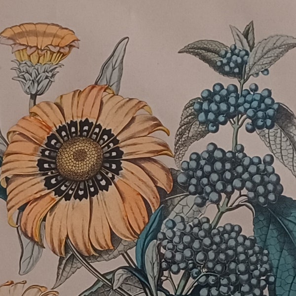 Antiker Stahlstich Botanik Pflanzen handkoloriert 1861