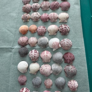 Lot/50 Calico Tiny Scallop Sea Shells- less than 1"