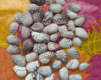 Lote/50 Conchas Cardita de Acanaladura Ancha